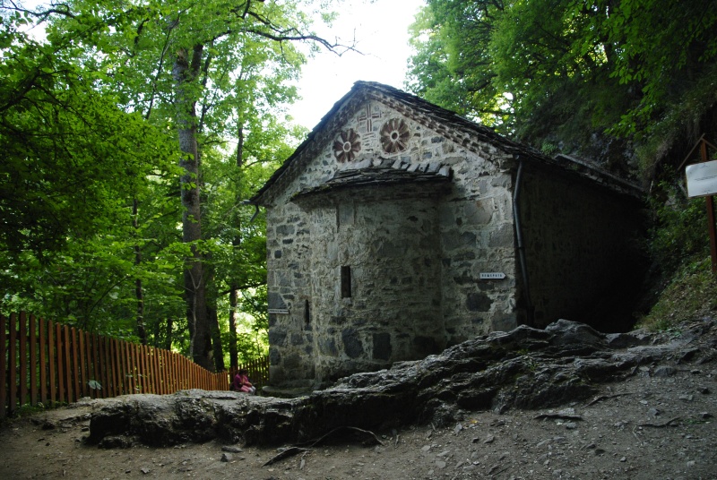 leucanthum from Sveti Ivan Rilski (unterhalb)