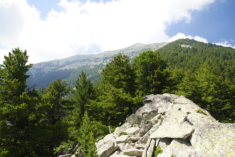 heuffelii from Stiv, nördl. Abhang