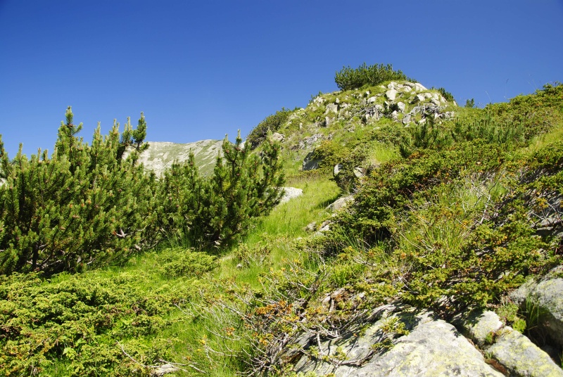 heuffelii from Ribnosee, unterhalb