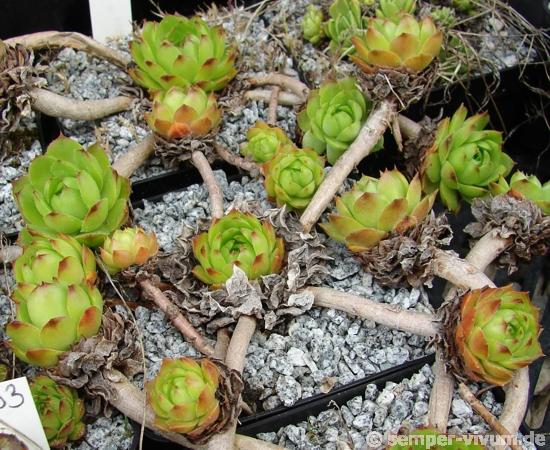 glabrifolium cf. from Mt. Aragac (Typ PH8008)