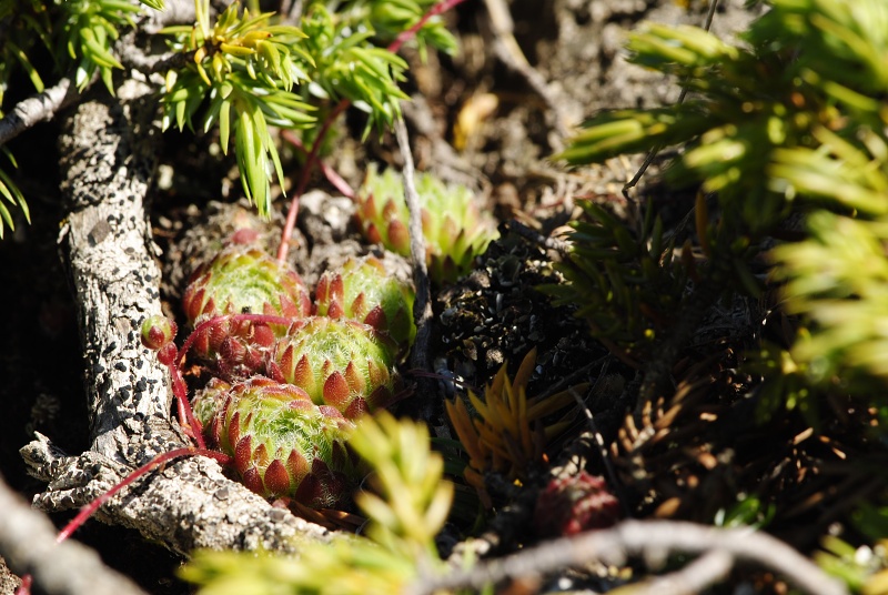 ciliosum ssp. octopodes from Stiv (N Abhang Steinmeer)