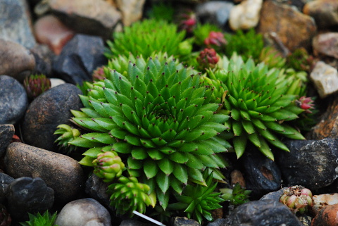 globiferum ssp. hirtum (preissianum) from Vyšné Šiprúňské sedlo