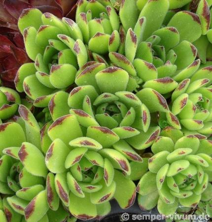 grandiflorum