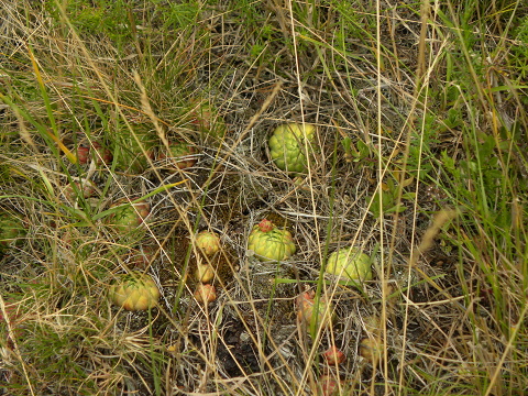 globiferum ssp. globiferum from Křížky