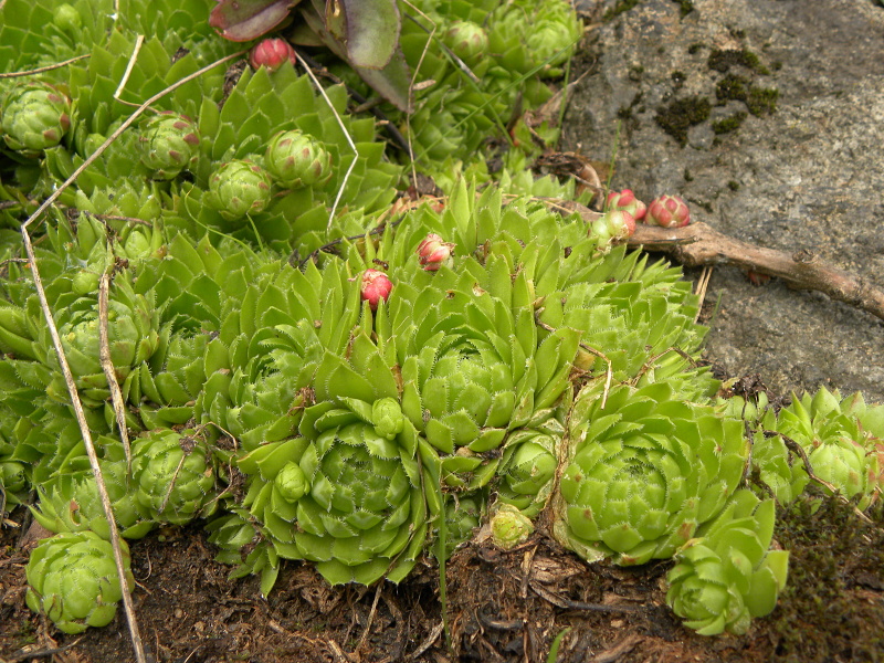globiferum ssp. globiferum from Bečov nad Teplou, Eisenbahn