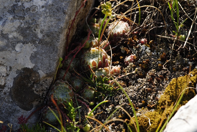 ciliosum ssp. ciliosum (galicicum) from Tepeno, östl. Abhang