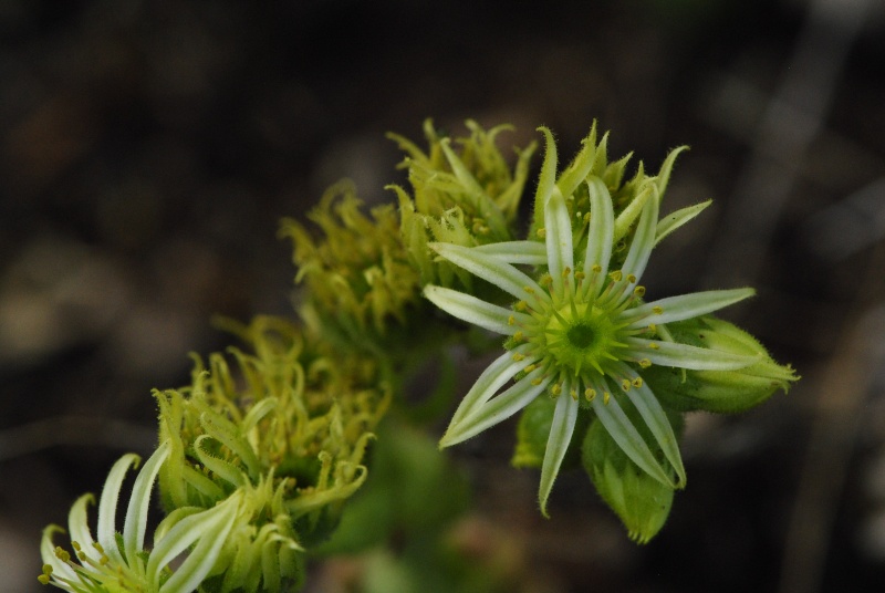 leucanthum from Molitvenata skala