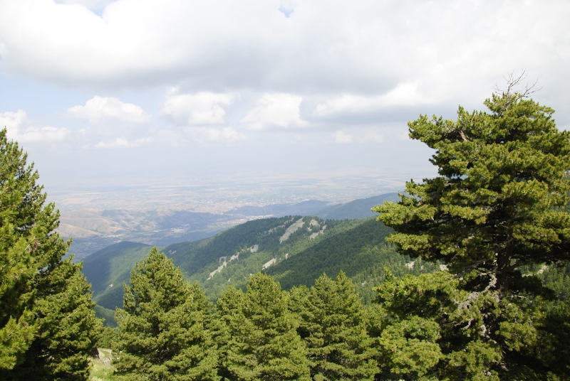 heuffelii from Izvidnica, Aussichtsturm