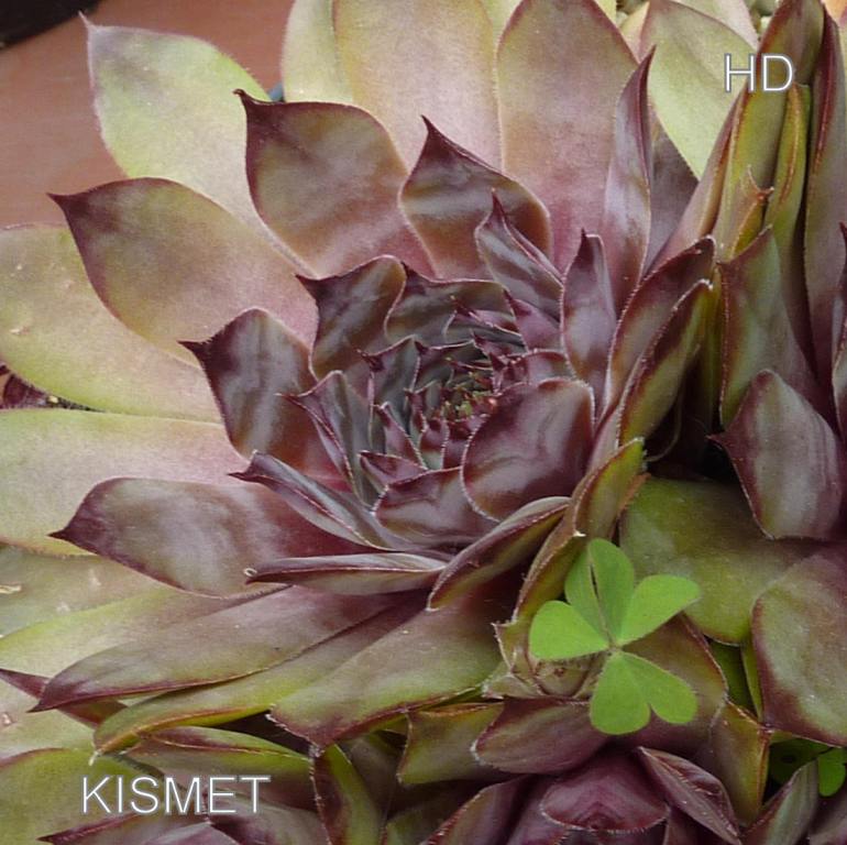Kismet
