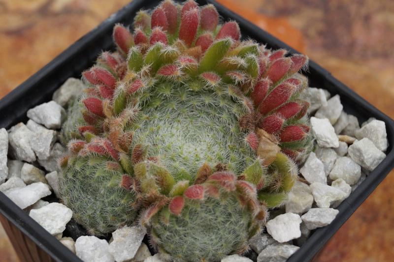 ciliosum ssp. ciliosum (borisii)