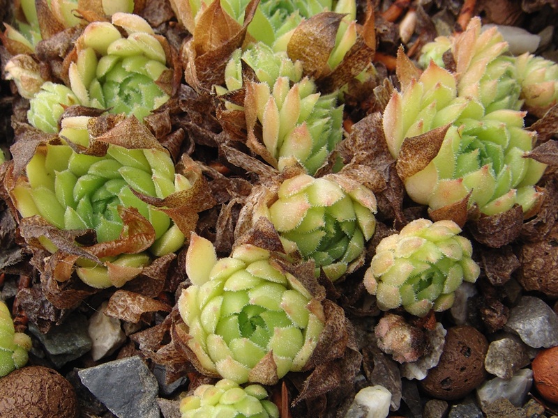marmoreum (stoloniferum)