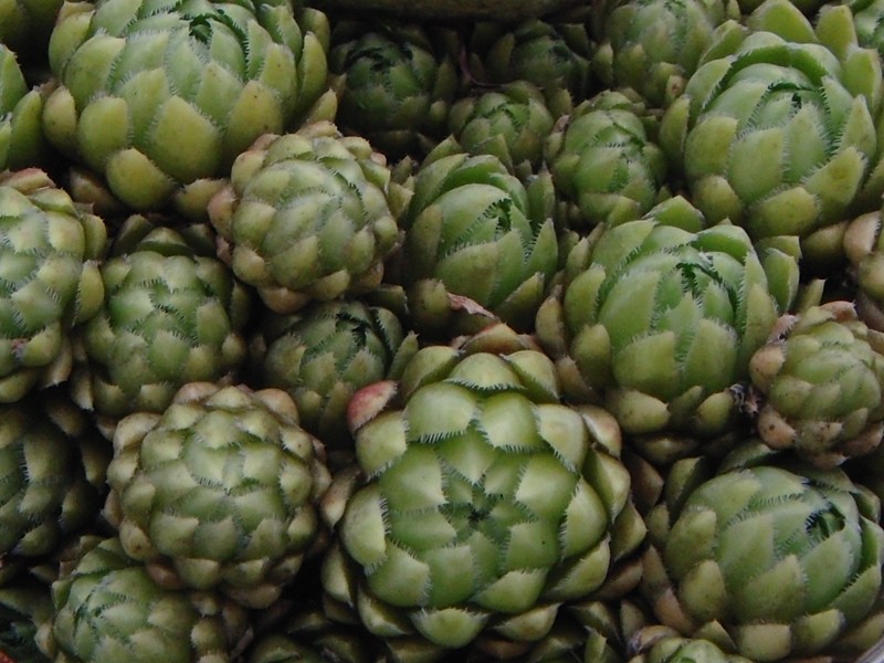 globiferum ssp. hirtum from Krems