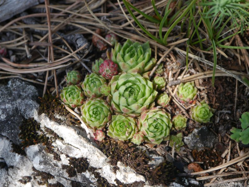 globiferum ssp. hirtum from Fischauer Berge