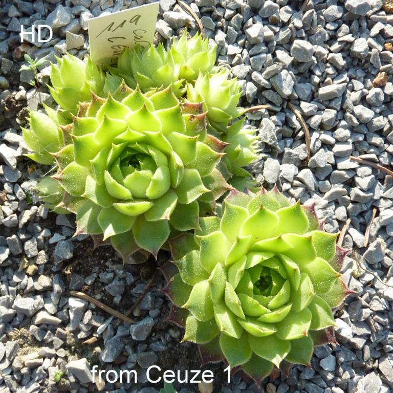 calcareum from Céüse 1