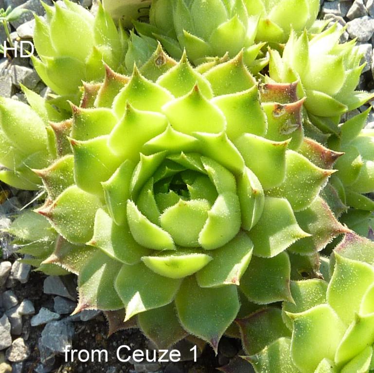calcareum from Céüse 2