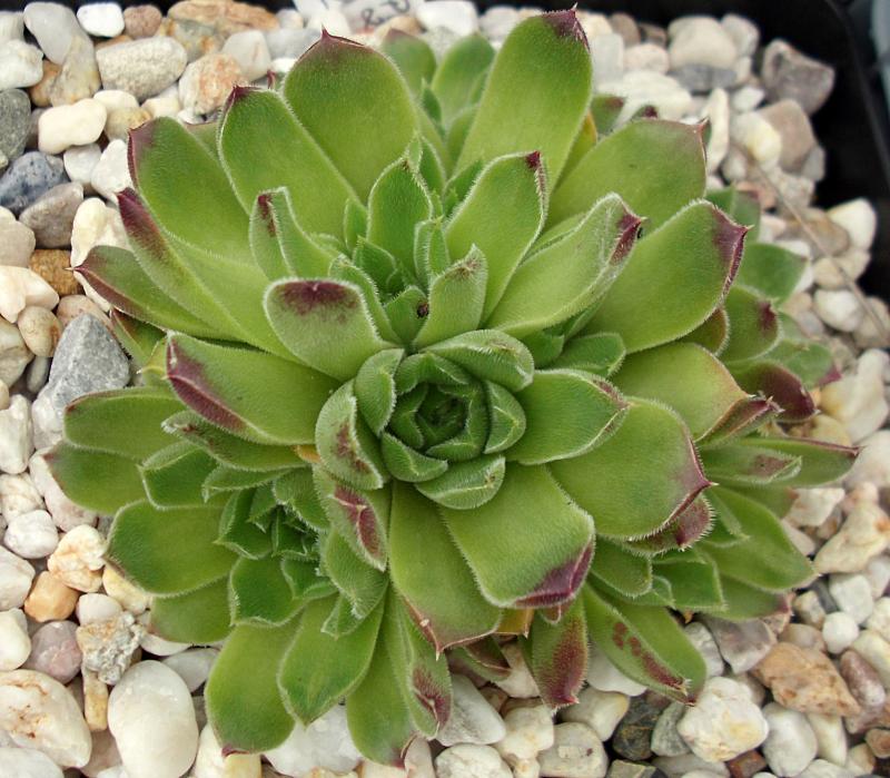 heuffelii from Pelister