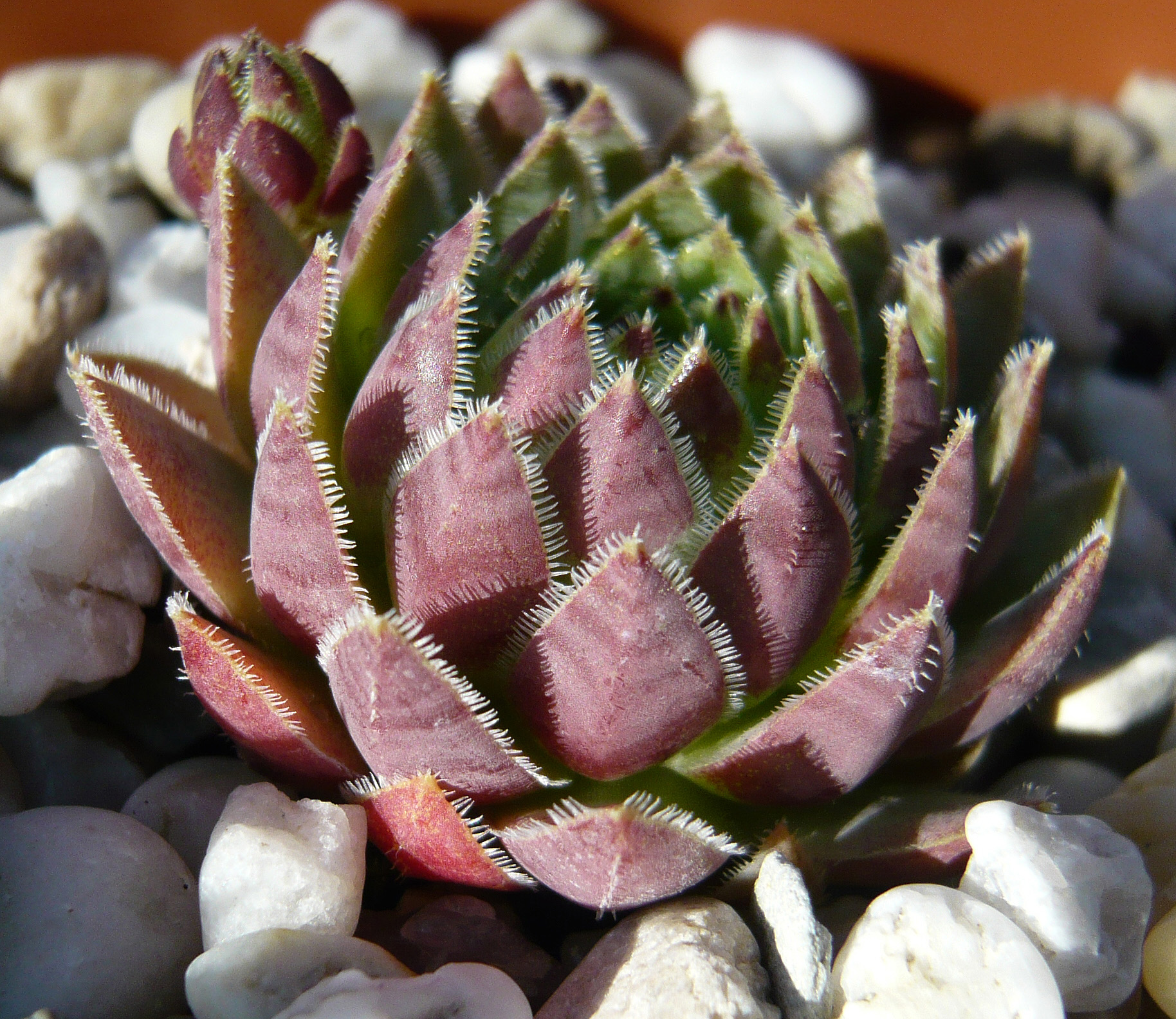 globiferum ssp. hirtum from Mecsek Mts