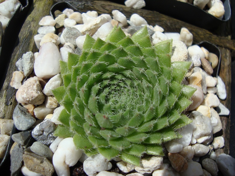 ciliosum from Kasbek