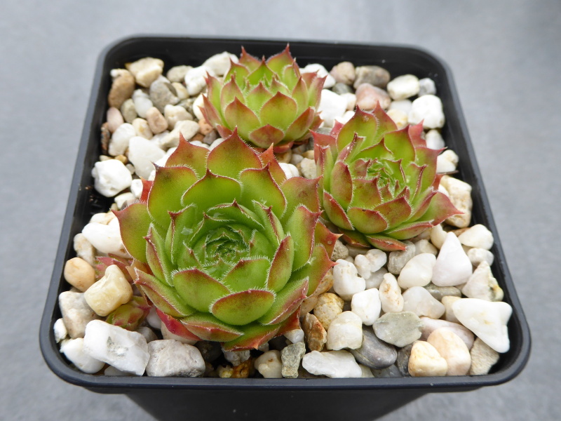 Korspelse Colanda