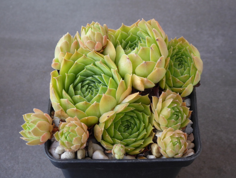 Korspelse Colanda