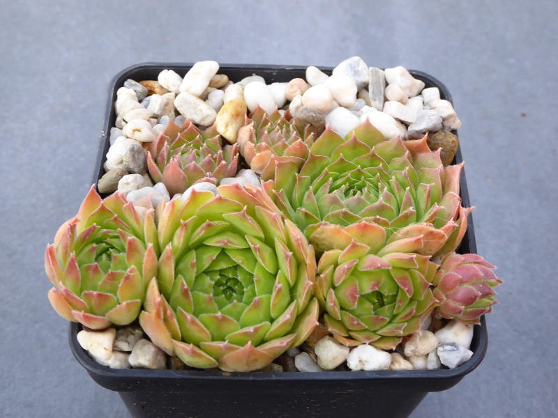 Korspelse Colanda