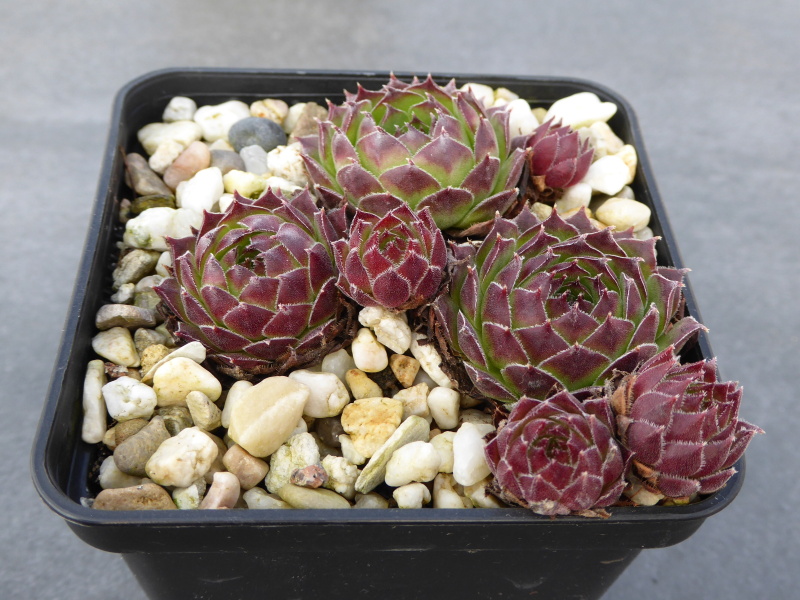 Korspelse Colanda
