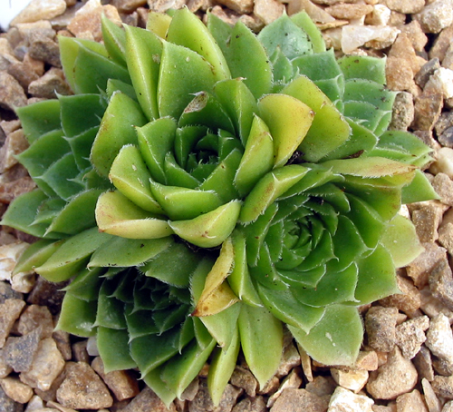 heuffelii from Pelister