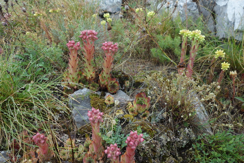marmoreum cf. ssp. reginae-amaliae from Pliješ Mt.