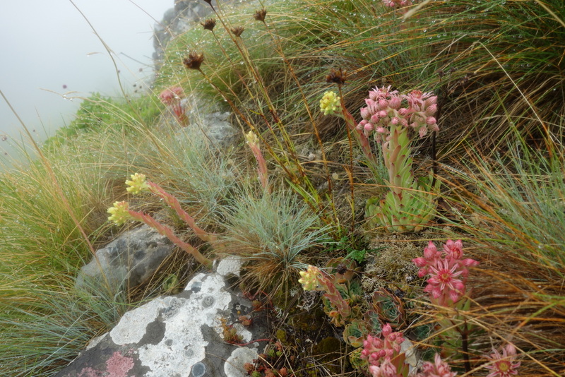 marmoreum cf. ssp. reginae-amaliae from Pliješ Mt.