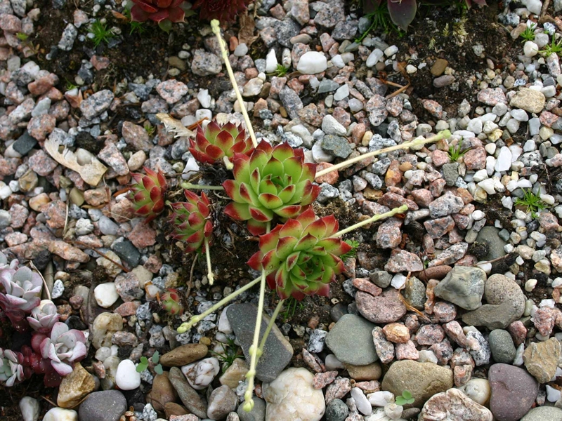 ossetiense