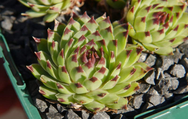 calcareum from Alpes Maritimes 7