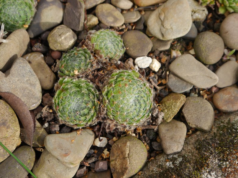 ciliosum from Ali Botusch