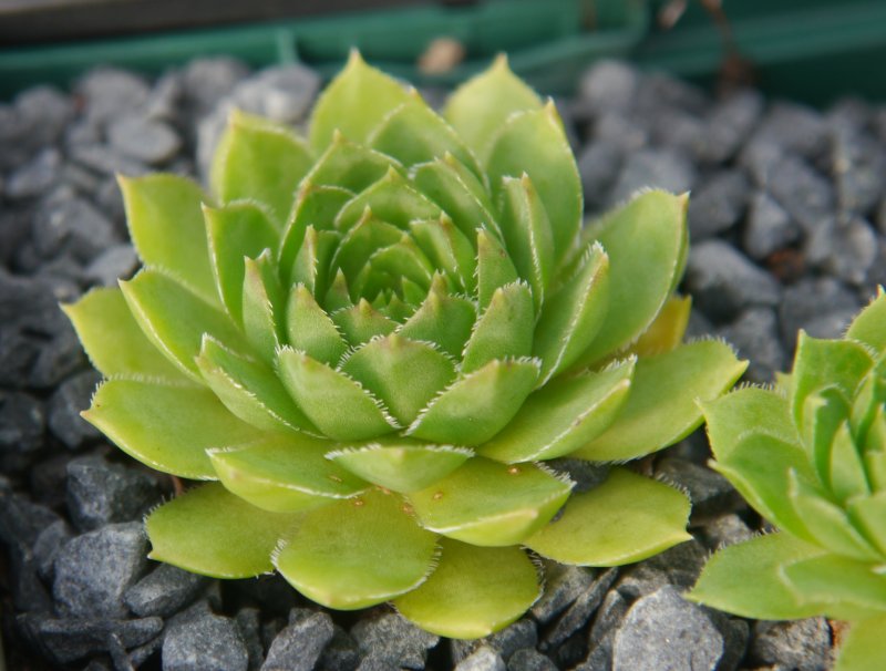 glabrifolium cf. from Mt. Aragac (Typ PH8008)