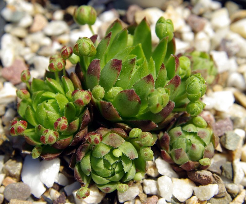 globiferum ssp. hirtum from Nitra