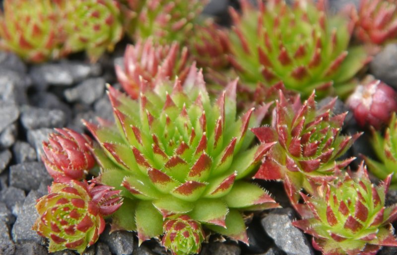 globiferum ssp. hirtum (tatrensis) from Veľký Rozsutec
