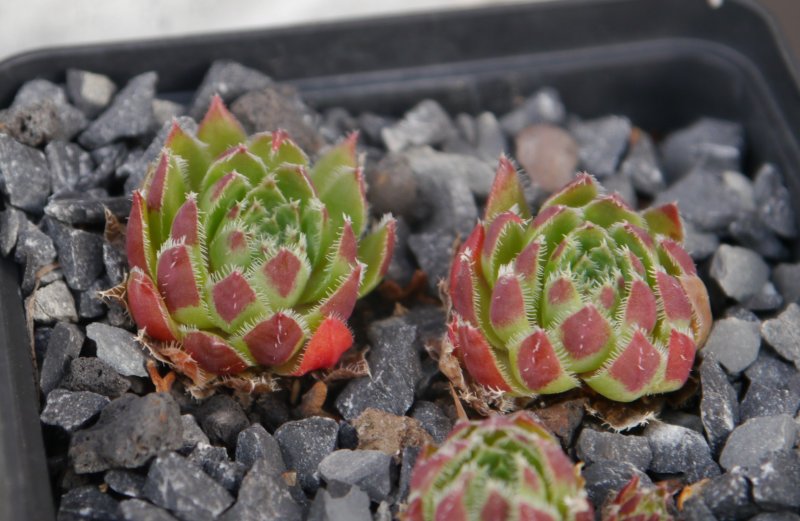 globiferum ssp. hirtum from Fischauer Berge