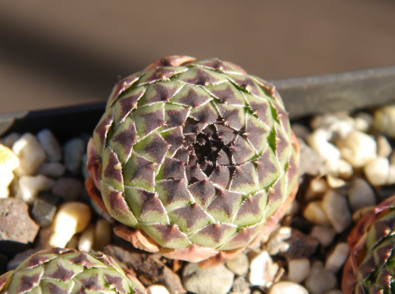 cantabricum ssp. guadarramense from Las Torres de la Pedriza