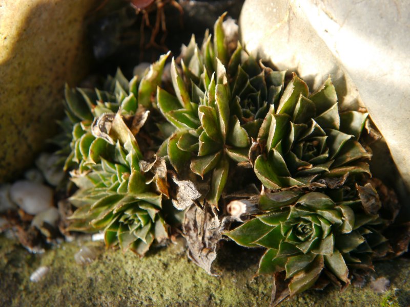 heuffelii from Partizansky Planina