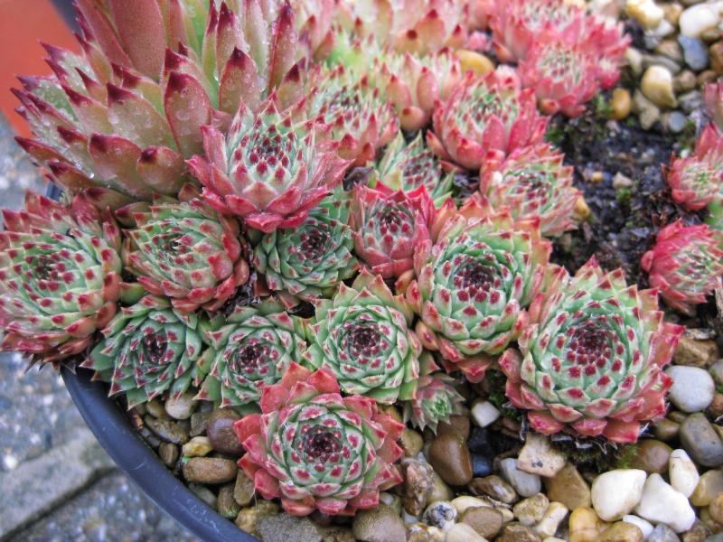 calcareum from Céüse (Typ nanus) 3