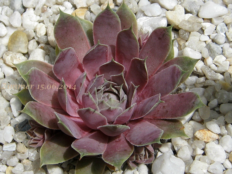 sp. from Epinel