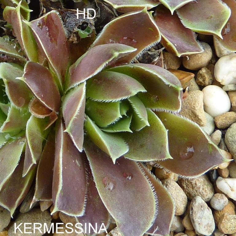 Kermessina / Jovi
