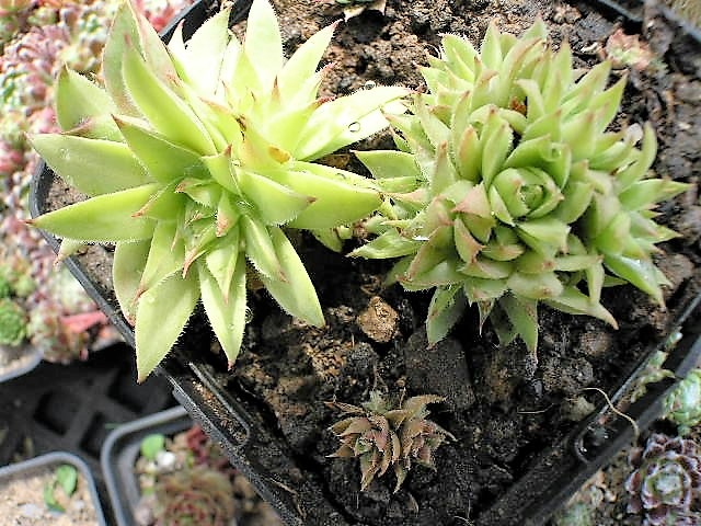 funckii var. aqualiense