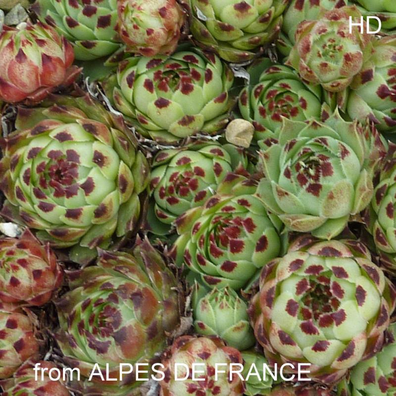 S. calcareum from Alpes de France 2