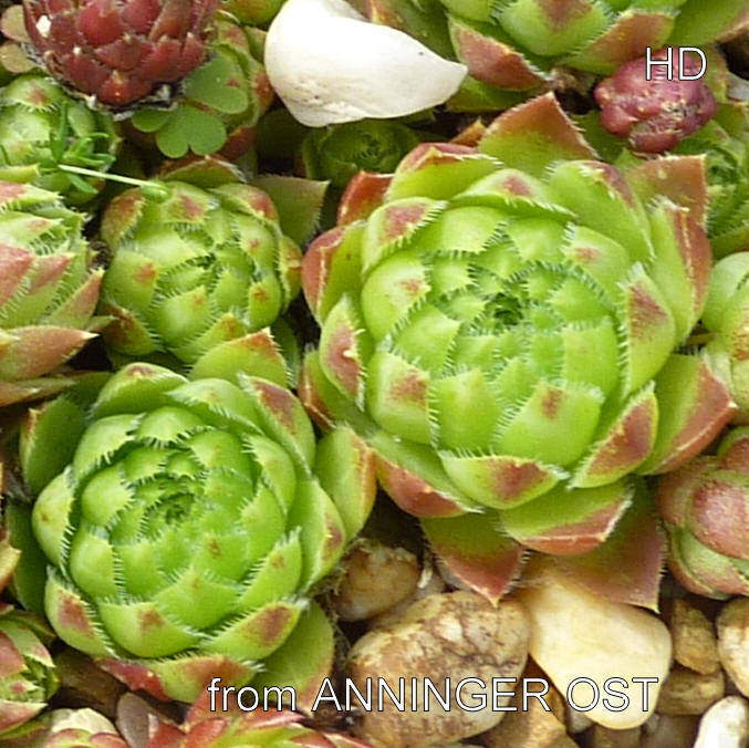 globiferum ssp. hirtum from Anninger Ost