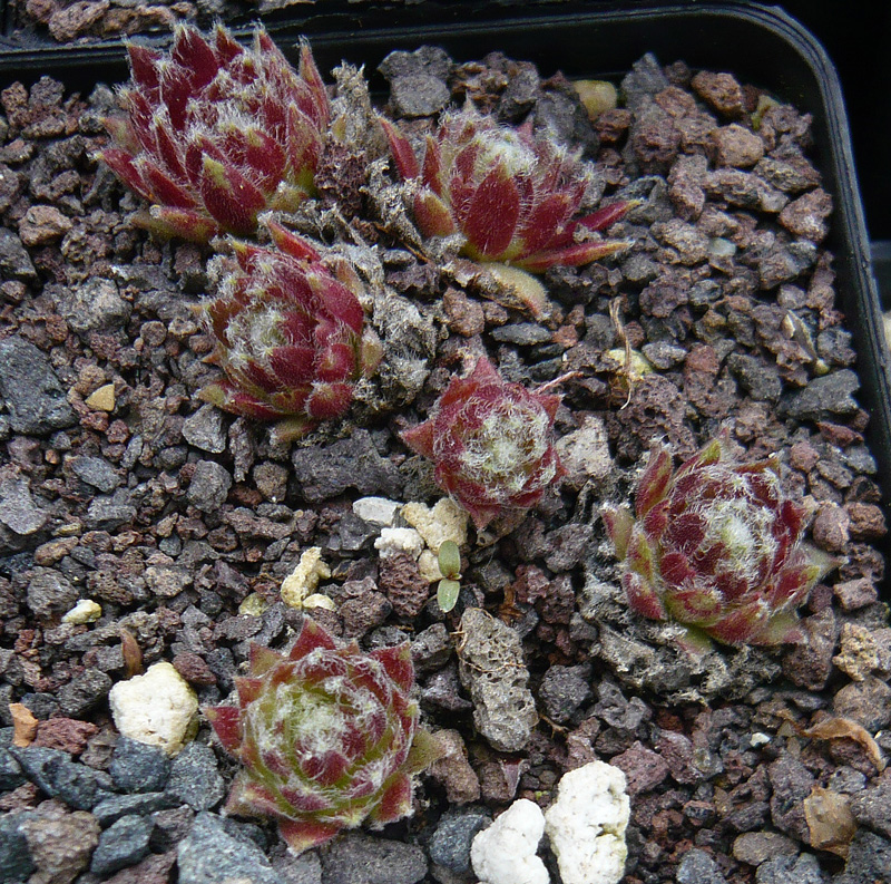 arachnoideum from Gran Paradiso