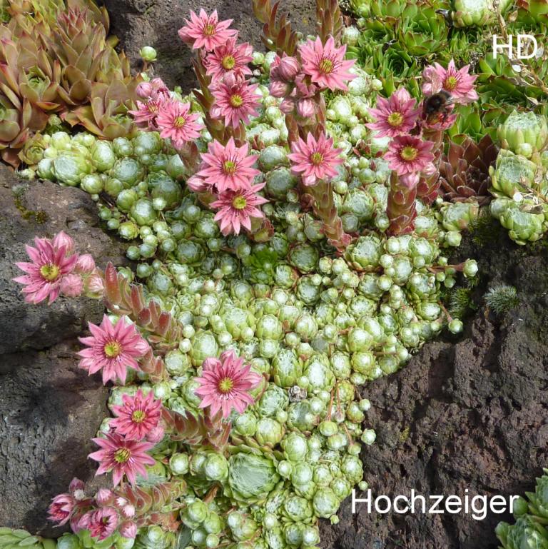 arachnoideum from Hochzeiger