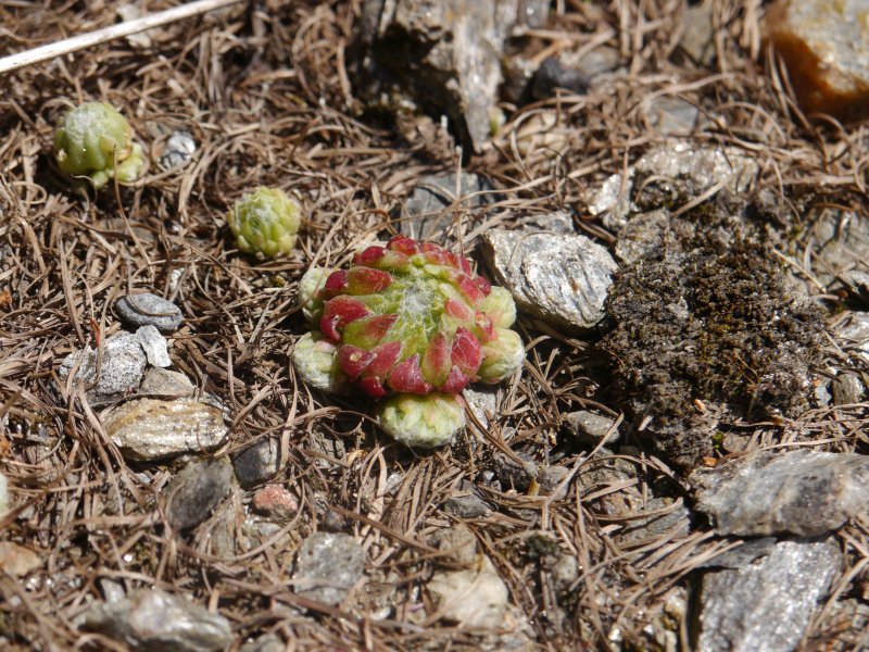 arachnoideum from Passeiertal