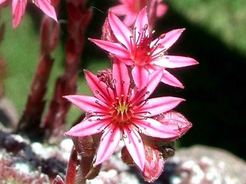 arachnoideum from Pfossental