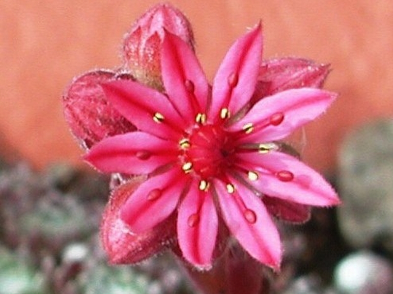 arachnoideum from Pfossental