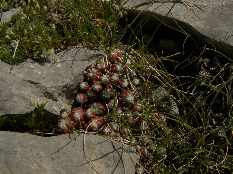 arachnoideum from Pic de les Tres Canaletes